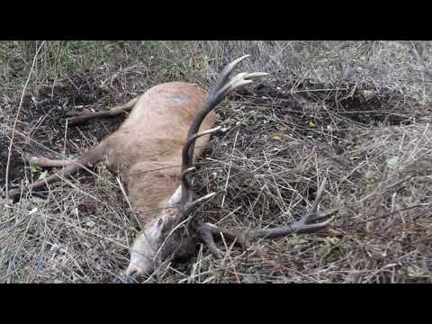 Zrzuty 2024 Wieniec jelenia 16stak