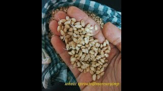 How to Sprout Whole Wheat Flour | How to Make Sprouted Flour at Home by Ravneet Bhalla