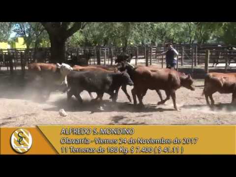 24-11-17 Venta de Hembras - Alfredo S. Mondino - Olavarria.