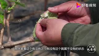 如何判断葡萄有没有花序？小阳实物讲述对比