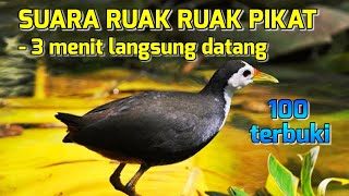 Download lagu Suara ruak ruak pikat -3 menit langsung datang mp3