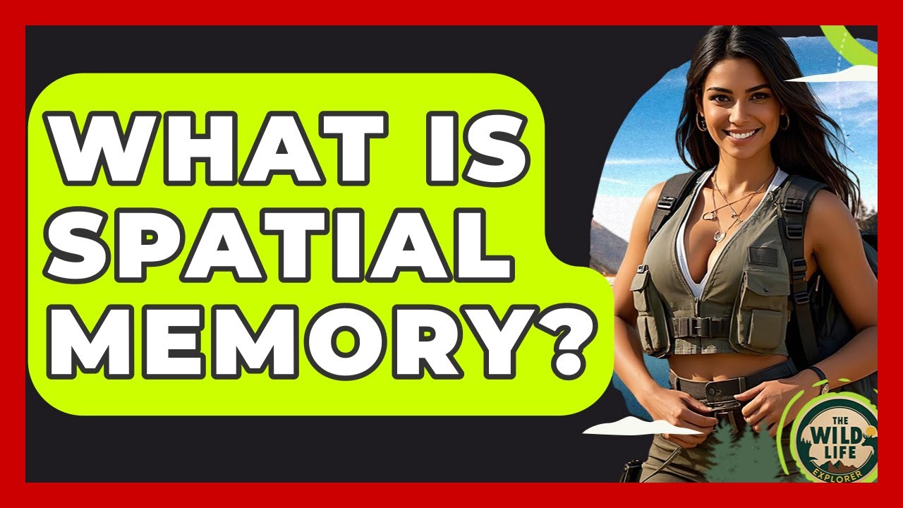 What Is Spatial Memory? - The Wild Life Explorer