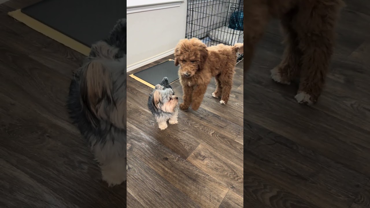 Enlarge Cooper, an adopted Goldendoodle in Southport, CT video 3/6