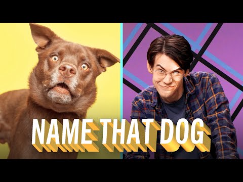 Finding the Perfect Name For Every Dog | Make Some Noise