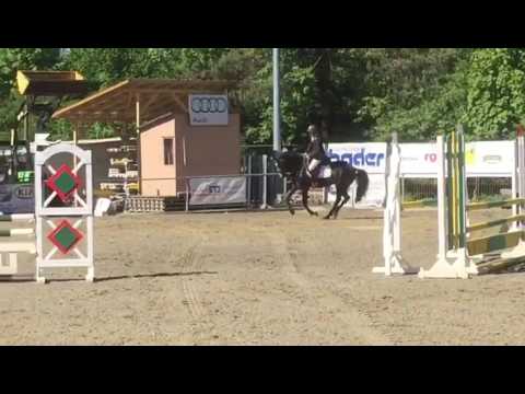 Acasia von Worrenberg - Alant x Calido, geb. 2013, Holst