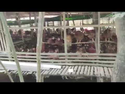 How to Integrate farming | Amazing floating pond layer farm by anarta Art.bd