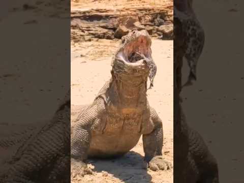 ロビン: ボタンの目と笛 自然と動物