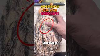 Download lagu With this tool, chicken feathers fall out instantly #fact #unique #information mp3 Download lagu With this tool, chicken feathers fall out instantly #fact #unique #information mp3