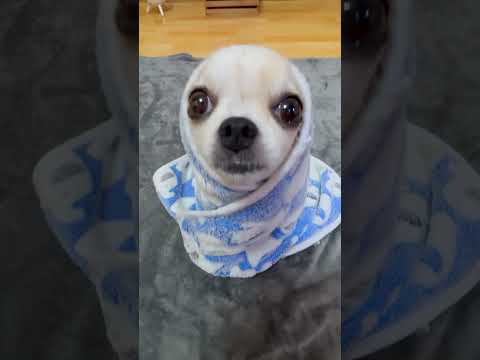 Una paloma blanca #tiktokviral #yodajjeom #unapalomablanca