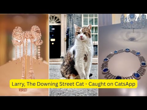 Larry, The Downing Street Cat - Caught on CatsApp