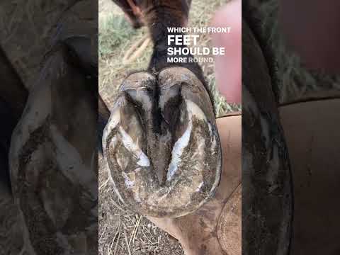 Thrush and Contracted Heels Connection