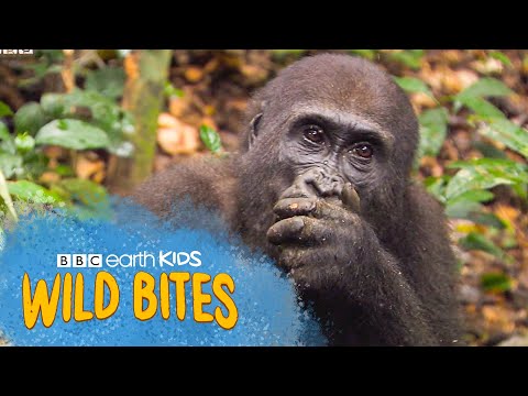 Gorillas are HIGHLY Intelligent! | Wild Bites | BBC Earth Kids