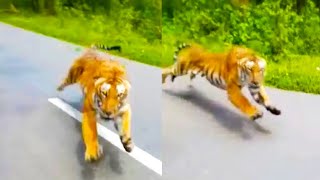 Tiger Chases Man On Motorcycle