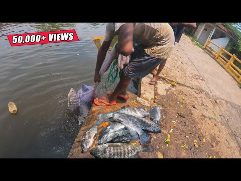 "Unbelievable Catch! Cast Net Fishing in Action"