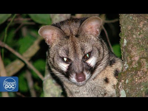 image-What animal is similar to a cat?