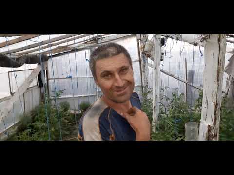 Ferma de la Giulvăz a lui Samu 🚜👨‍🌾