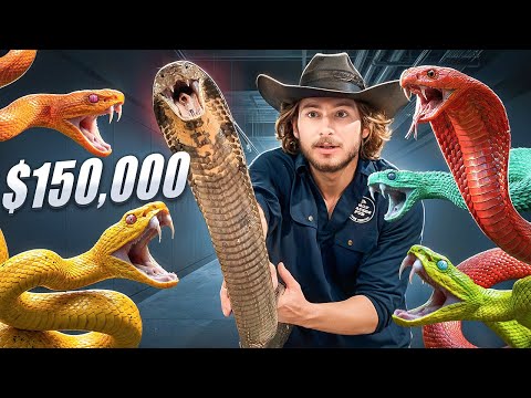 $150,000 VENOMOUS SNAKE Collection with @ChandlersWildLife