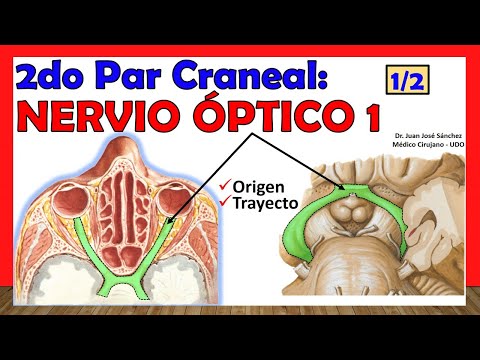 🥇 2nd Cranial Nerve - OPTIC NERVE (1 of 2). Origins, Path, Relationships.