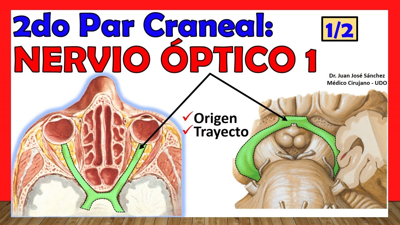 🥇 2do Par Craneal - NERVIO ÓPTICO (1 de 2). Origenes, Trayecto, Relaciones.