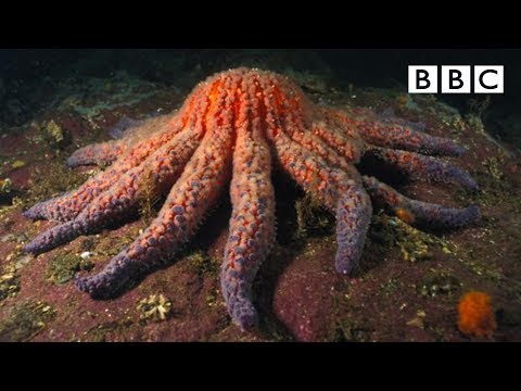 Zombie Starfish | Nature's Weirdest Events - BBC