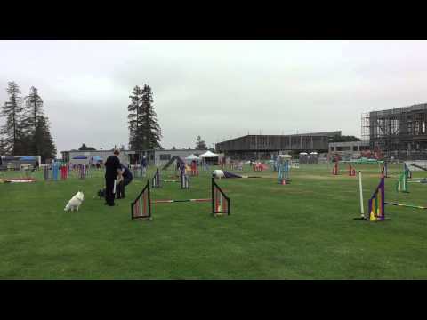 Tracy and Quimblee, Lloyd and Kozmo - Advanced Pairs (16" and 18") - 2015-05-31