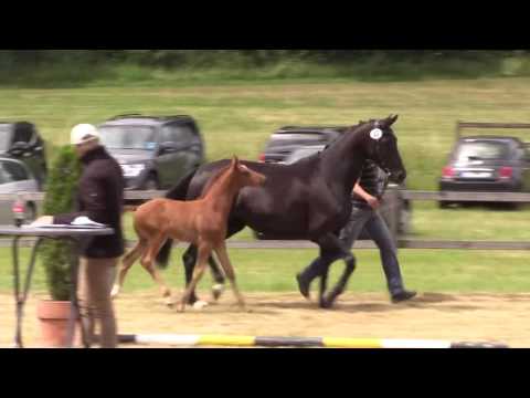 Stute von Sir Heinrich x Blickpunkt (Belissimo)