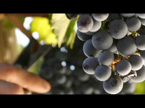 Discover Malbec with Trivento!