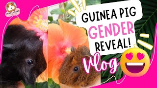 Baby Guinea Pig Gender Reveal!