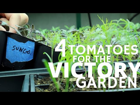 Why Brian Lagerstrom Chose These 4 Tomato Varieties