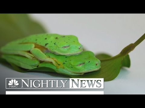 Oscar-Winning Filmmaker Captures Vanishing World in ‘Racing Extinction’ | NBC Nightly News