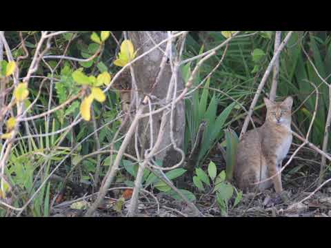 Jungle cat and kittens