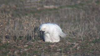 preview picture of video 'Kansas Snowy Owl Story'