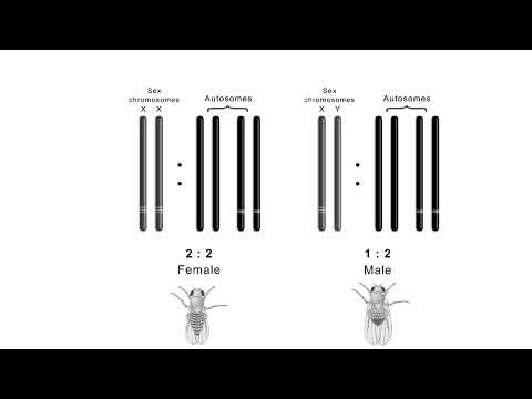 Neural development embryology animation Neural tube development Shomu s Biology