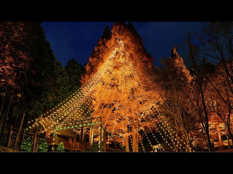 【公式】圧倒的存在感「森のクリスマスツリー」｜神戸布引ハーブ園／ロープウェイ｜Kobe Nunobiki Herb Gardens & Ropeway