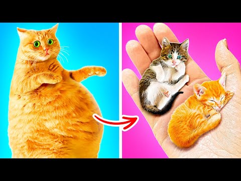I FOUND A PREGNANT CAT 🙀 *Build a Secret Room For Kittens with Gadgets*