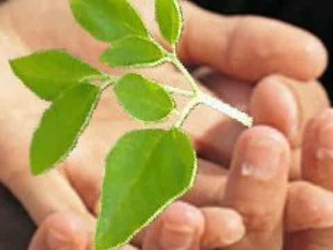 Moringa Oleifera, "Der Wunderbaum Moringa"