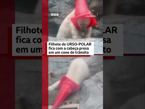 Filhote de urso-polar fica com a cabeça presa em um cone de trânsito