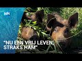 Deze varkens leven als God in Langedijk: "En worden de lekkerste ham"