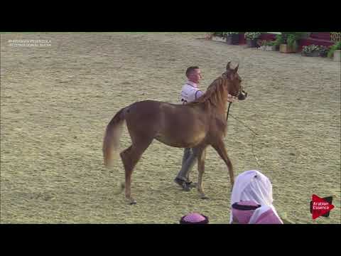 N.23 TALA AL WAAB - 2019 Qatar Int. Peninsula show - Fillies 2 years old (Class 2A)