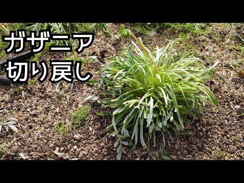 ガザニア、真昼の金 植物