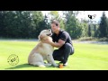 Видео о товаре Поводок-рулетка Lishinu Original Bangee для собак весом 12-35 кг, с амортизатором / Lishinu (Словения)