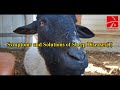 Symptoms And Solutions Of Sheep Diseases 1