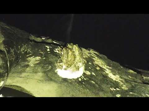 Djuma: Foam Nest Frogs making a nest-Pt:2 - 01:30 - 01/11/2020