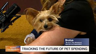 US Pet Market Set to Surpass $250 Billion with Shifts Toward Product Value