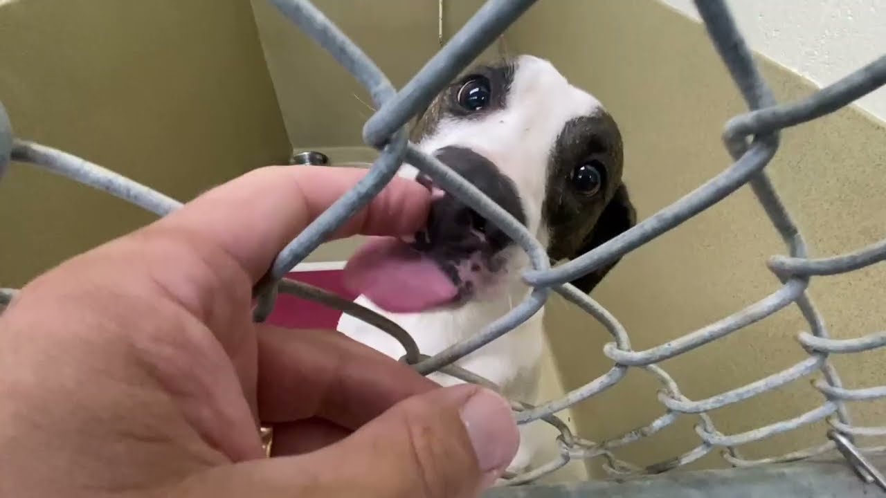 Walker, a ADOPTABLE Feist in Monroe, GA video 6/6