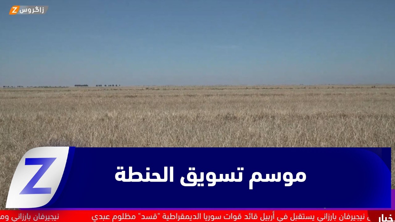 فيديو | بابل.. موسم تسويق الحنطة ينطلق وسط أزمات وخسائر متوقعة
