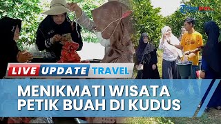 Serunya Wisata Petik Buah Kebun Jambu Citra Getassrabi Kudus, Bisa Petik Sekaligus Nikmati Langsung