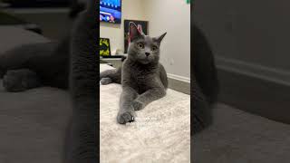 What a smarty #cats #pokemonchannel #catdad #catlovers #catvideos #catshorts #catmemes #pokemon #cat