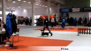 Duo CACIB Nitra 2013 Welsh Corgi Cardigan