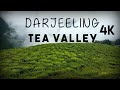 DARJEELING Tea Fields Valleys In 4k Darjeeling Tea Gardens